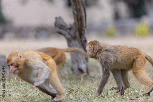 Rhesus macaque (Macaca mulatta) or Indian Monkey play full mode in the forest of corbett.