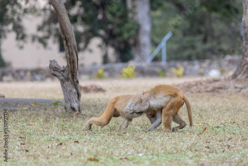 Rhesus macaque (Macaca mulatta) or Indian Monkey play full mode in the forest of corbett.
