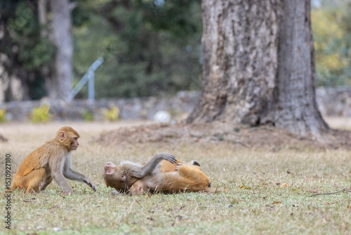Rhesus macaque (Macaca mulatta) or Indian Monkey play full mode in the forest of corbett.