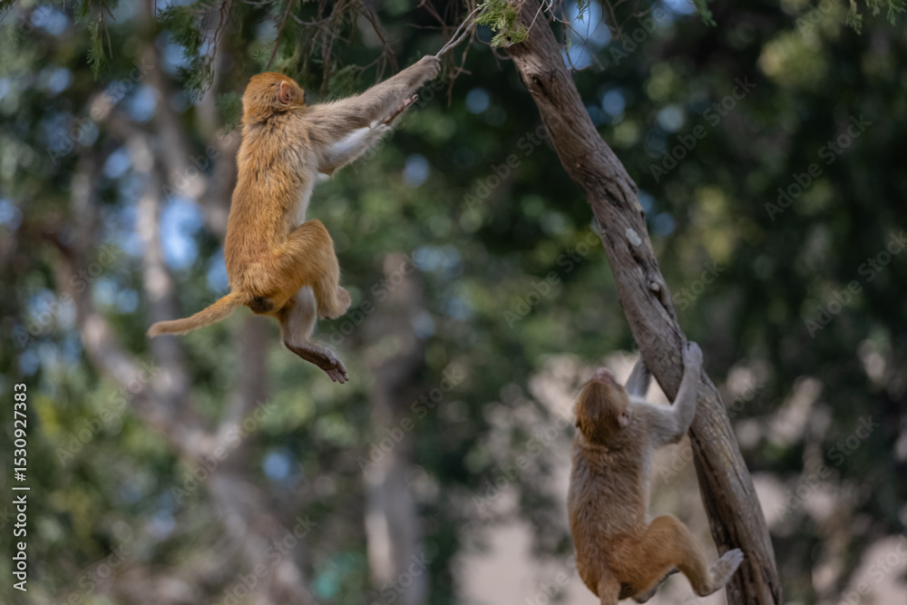 Rhesus macaque (Macaca mulatta) or Indian Monkey play full mode in the forest of corbett. Rhesus macaque (Macaca mulatta) or Indian Monkey play full mode in the forest of corbett.