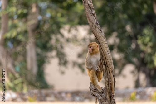 Rhesus macaque (Macaca mulatta) or Indian Monkey play full mode in the forest of corbett.