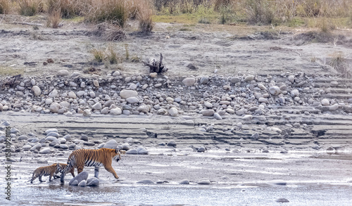 Female tigress (Panthera tigris) with newly born cubs walking near river side at jungle of jim corbett.