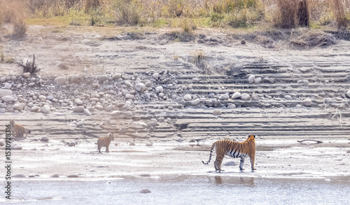 Female tigress (Panthera tigris) with newly born cubs walking near river side at jungle of jim corbett.