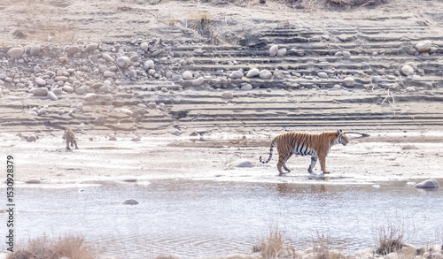 Female tigress (Panthera tigris) with newly born cubs walking near river side at jungle of jim corbett.