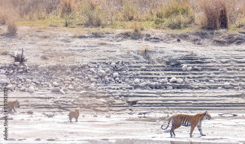 Female tigress (Panthera tigris) with newly born cubs walking near river side at jungle of jim corbett.