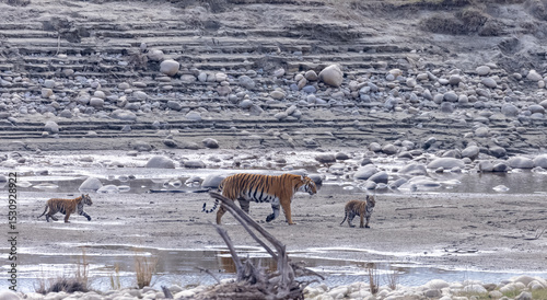 Female tigress (Panthera tigris) with newly born cubs walking near river side at jungle of jim corbett.