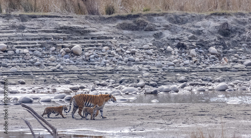 Female tigress (Panthera tigris) with newly born cubs walking near river side at jungle of jim corbett.