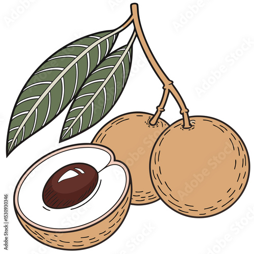 Fresh longan fruit with leaves illustration