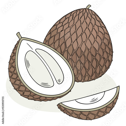 Salak fruit illustration halved and sliced
