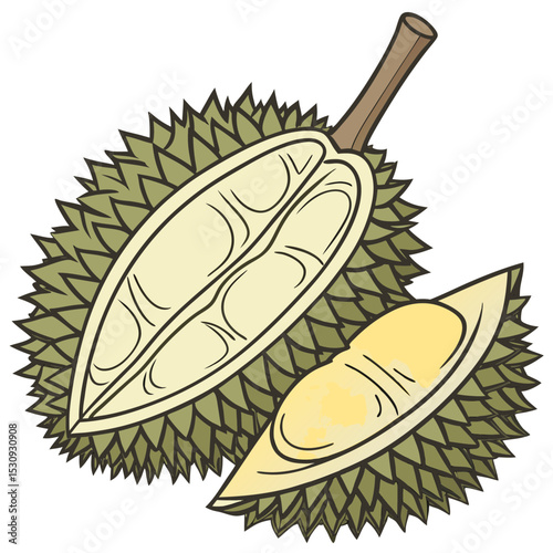 Durian fruit illustration open and closed