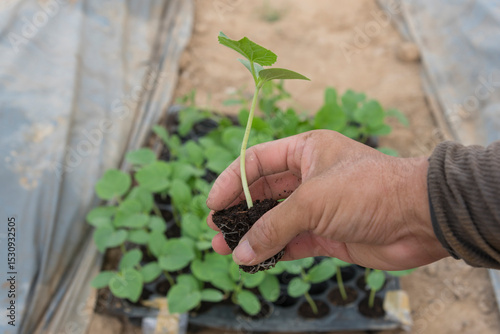 The man hold the green sapling for plant  with Dry soil on background photo