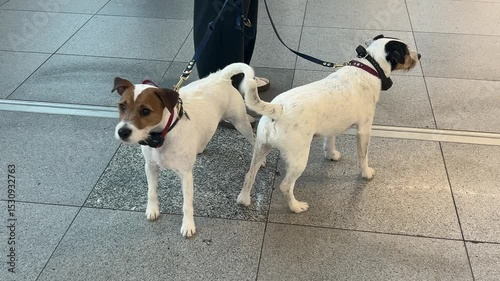 Two charming Jack Russell Terriers in a good mood with their owner are waiting for guests in the airport arrivals area. The dogs are wagging their tails.