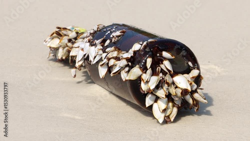 Colony of the pelagic gooseneck barnacle - Lepas anatifera, on the sea beach, close up