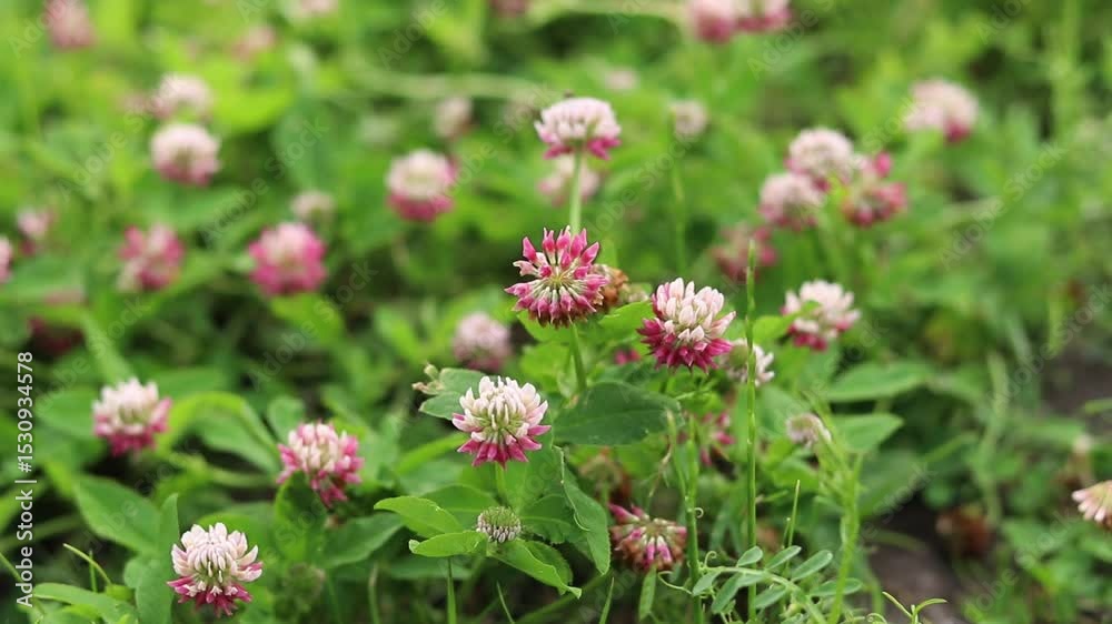 Blooming clover among the grass on the lawn. Small clover flowers close-up. Natural summer background. White and pink clover blooms on the meadow. Flowers with selective focus Blooming clover among the grass on the lawn. Small clover flowers close-up. Natural summer background. White and pink clover blooms on the meadow. Flowers with selective focus