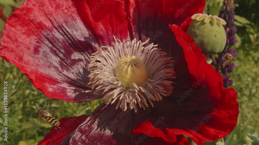 Hoverfly eating pollen inside a large red poppy flower in slow motion stock footage