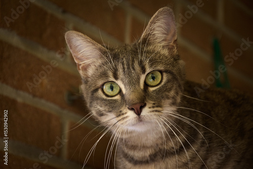 my cat ubunta in relax on the balcony