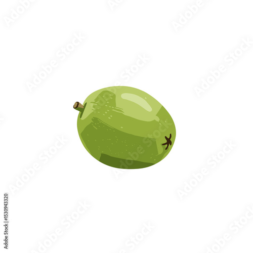 Vector illustration of green tropical fruit with stem and blossom end, isolated on white