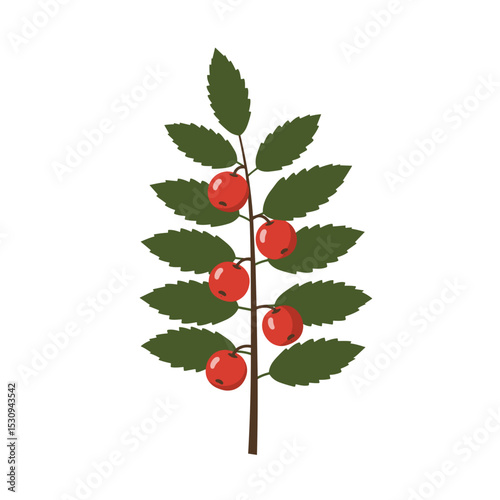 Illustration of a twig with jagged leaves and five round red berries on a white background