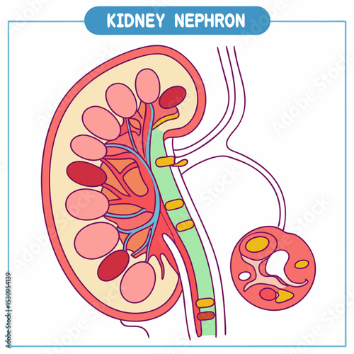 Kidney nephron anatomy. Medical diagram with structure of internal organs, tissues and cells. Functional unit of kidney and excretory system. Cartoon flat vector illustration isolated on .