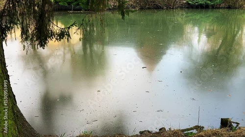 View from the shore of the pond surface covered with a muddy film.