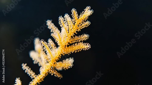 Close-up of a delicate orange coral branch against a dark ocean background, showcasing marine life