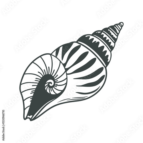 line art of indian conch shell