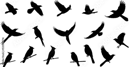 Set of black bird silhouettes. Vector elements for design.