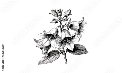 Campanula Rotundifolia Flower Engraving, vintage vector illustration, botanical illustration, retro floral art, delicate flowers, nature sketch, hand-drawn flowers, vintage plant art.