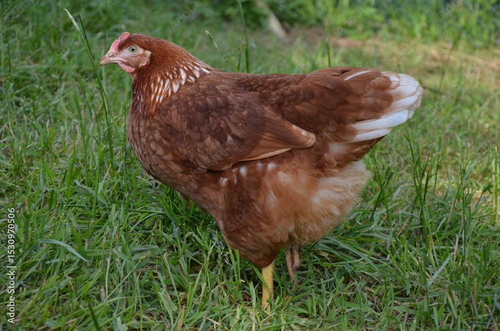Fototapeta premium Close-up of a brown chicken on green grass