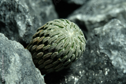 Close up Hatchet Cactus Pelecyphora aselliformis on artificial habitat, live at rock cliff crevice stone surface
