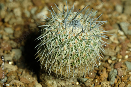 Close up Mammillaria epithelantha micromeris ssp. unguispina on artificial habitat, live at rocky stone ground on desert