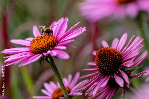 close-up of a harvesting bumblebee (bombus) on a purple coneflower (echinacea) in full bloom