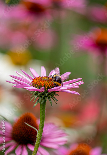 close-up of a harvesting bumblebee (bombus) on a purple coneflower (echinacea) in full bloom
