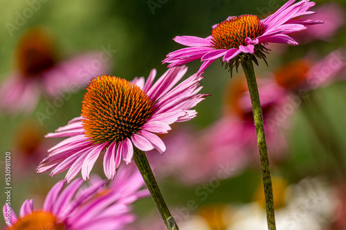 close-up of a harvesting bee on a purple coneflower (echinacea) in full bloom