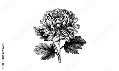 Chrysanthemum Engraving, Early Flowering Vintage Illustration, Floral Art, Botanical Drawing, Antique Flower Design, Nature Vector Artwork, Chrysanthemum Print, Botanical Illustration.
