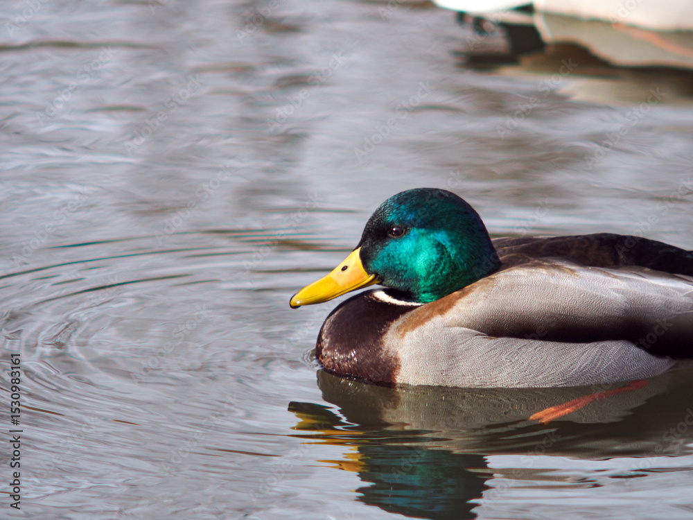 Obraz premium duck on the water