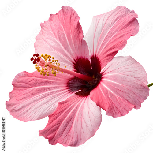 Pink Hibiscus Blossom: A Vibrant Floral Close-Up