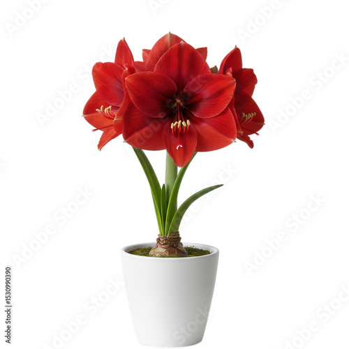 Red amaryllis flower in white pot isolated on transparent background