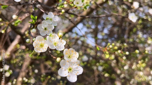 Branches of a cherry blossom tree with white flowers sway in the wind.
