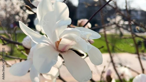 Large white and pink star-shaped magnolia flowers sway in the light breeze in a spring park.