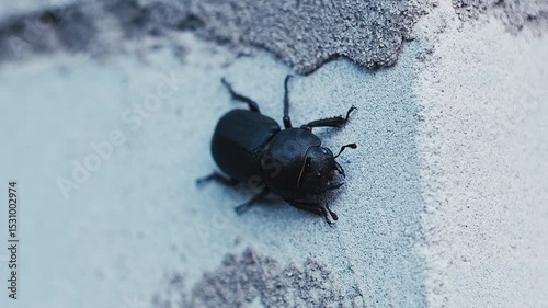 Black Beetle on Brick Wall