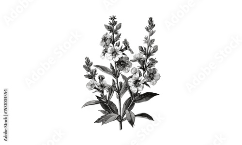 Vintage Illustrations of Cheiranthus Cheiri Wallflowers, Flowering Branches, Botanical Art, Floral Print, Nature Design, Classic Wall Art, Floral Vector Illustration.
