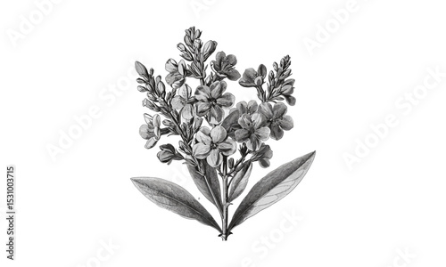 Engraving Vintage Illustrations of Wallflowers Cheiranthus Cheiri Flore Pleno, Flowering Branches, Botanical Art, Floral Vector Illustration, Classic Design, Nature Print, Garden Art.