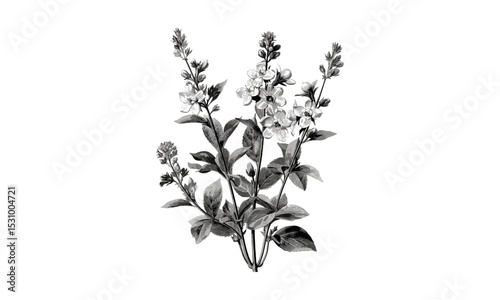 Wallflowers Cheiranthus Cheiri Flore Pleno Engraving, Vintage Botanical Illustrations, Flowering Branches, Nature Art, Floral Vector Illustration, Classic Botanical Design.