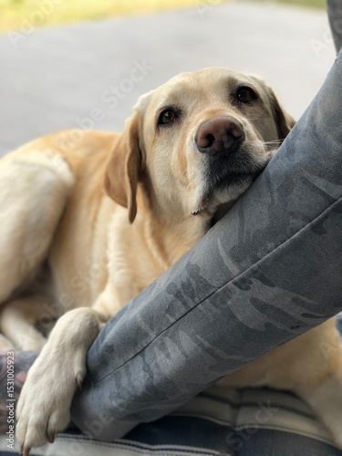 Labrador dog showing affection and loyalty to a person