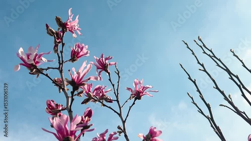 Large brigt pink magnolia flower sway in the light breeze against the blue sky.