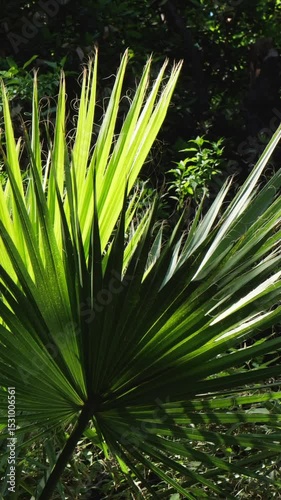 Close-up vertical video of vibrant green fan palm leaves lit by sunlight in the National Garden of Athens, Greece. Tropical foliage and natural patterns. No people