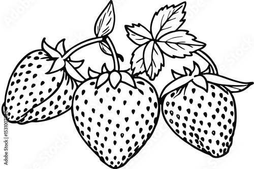 Black and white illustration of fresh strawberries with leaves and stems on white background