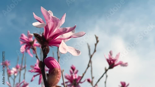 Large brigt pink magnolia flower sway in the light breeze against the blue sky.