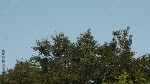 Birds flying over trees